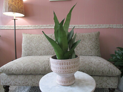 Snake Plant