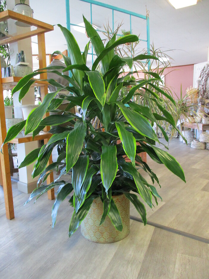 Dracaena