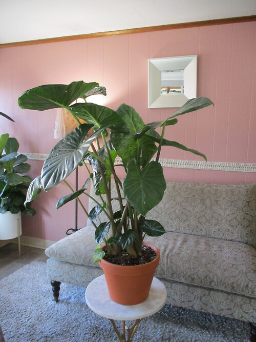 Alocasia