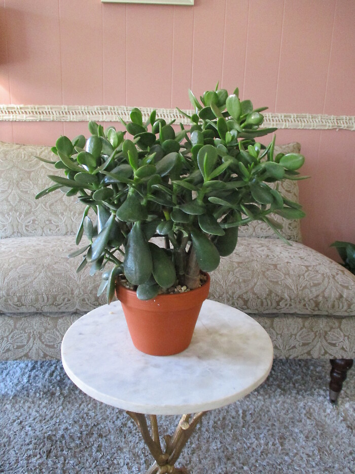 Jade Plant