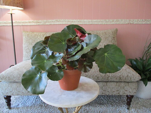 Potted Begonia