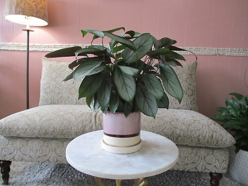 Calathea (Ctenanthe)