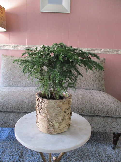 Norfolk Pine